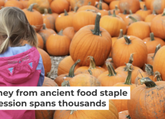 Pumpkin patch excursions have become a fall staple in many U.S. households. Creative Touch Imaging Ltd./NurPhoto via Getty Images